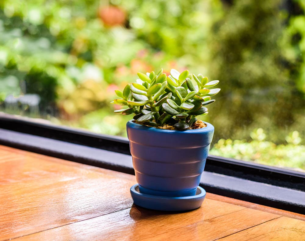 jade plant under natural light