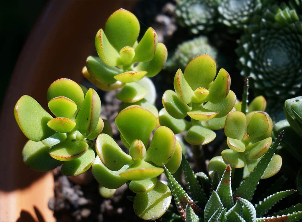 jade plant under the sun