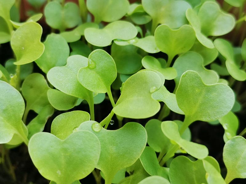 kale microgreens