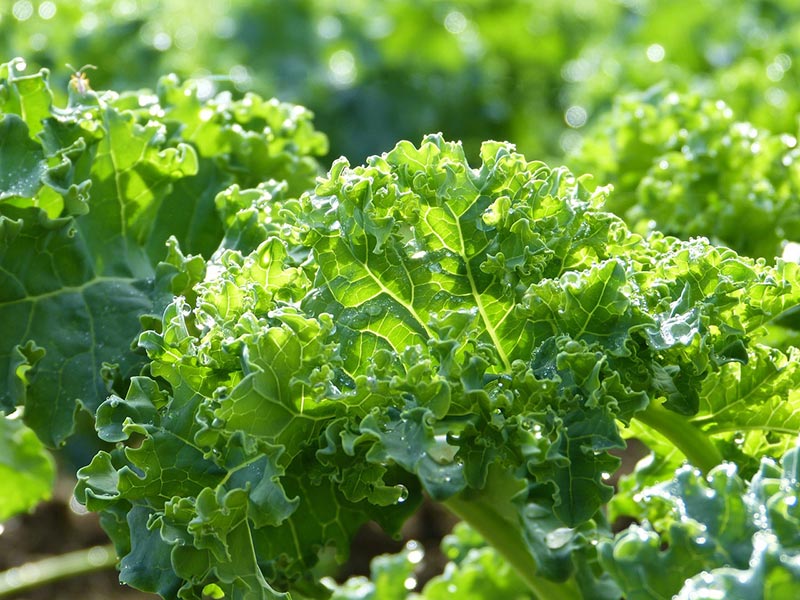 kale plants