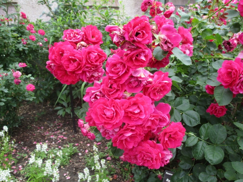 knockout roses in the garden