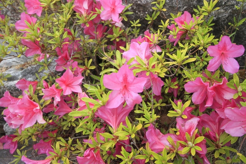 korean azalea
