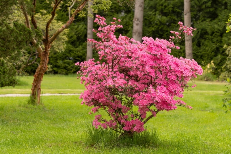 kurume azalea