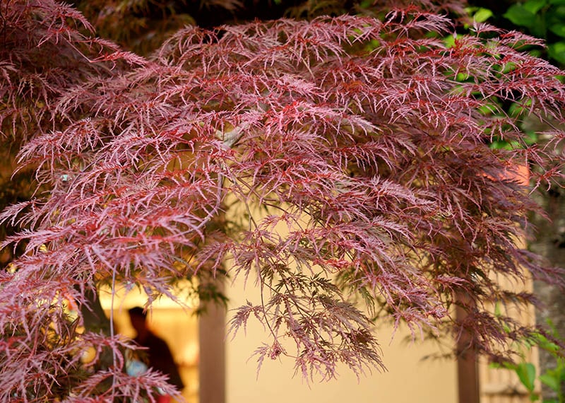 laceleaf weeping japanese maple tree outside the house