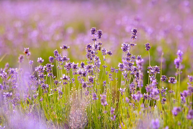 lavender field