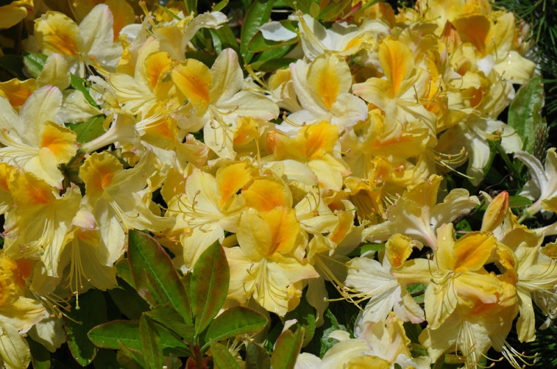 lemon lights azalea flowers