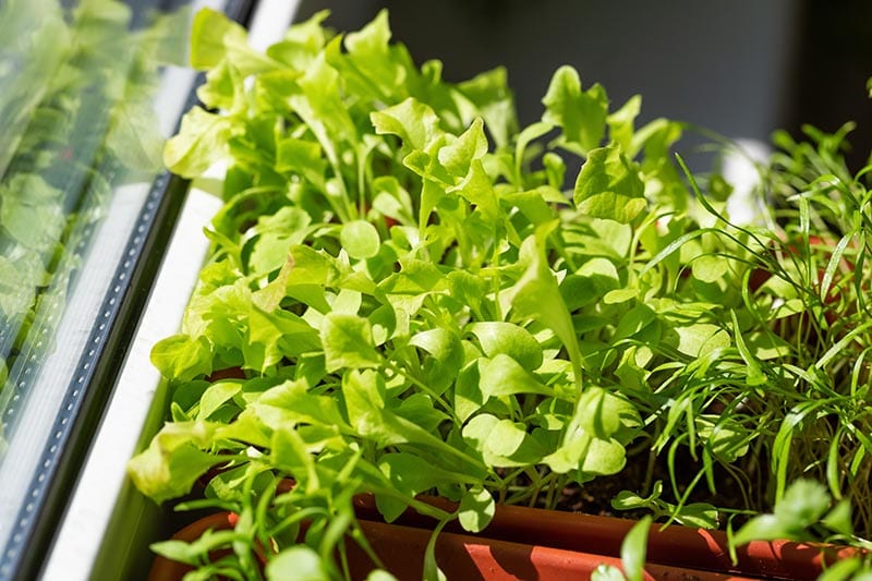 Lettuce microgreens