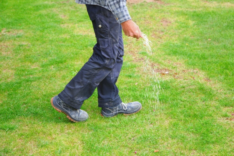 man fertilizing the lawn