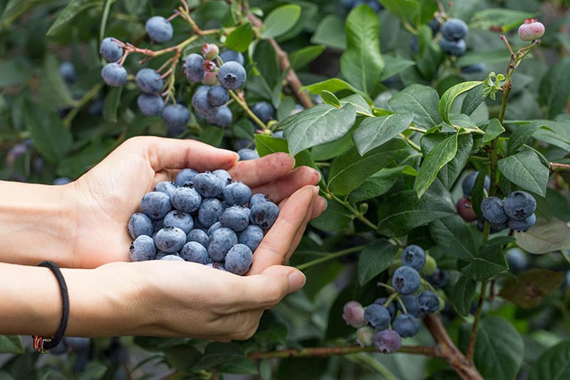 man holding blueberries