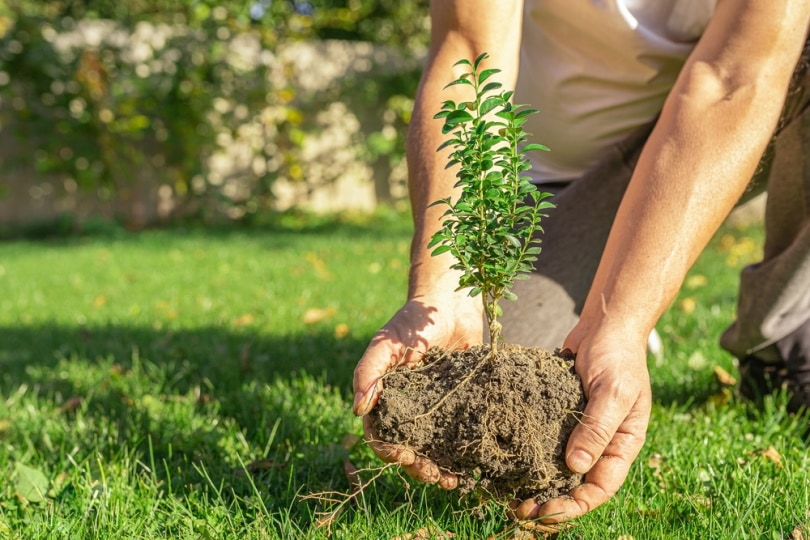 man holding boxwood bush plant