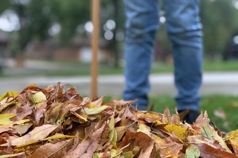 man raking dry leaves