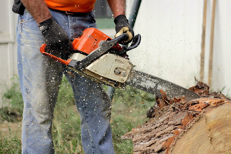 man using chainsaw to cut tree trunk