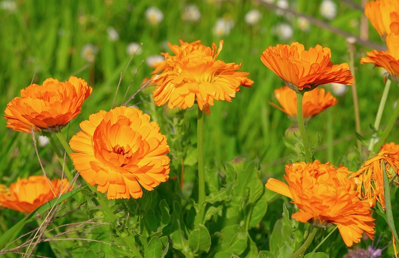 marigold plants