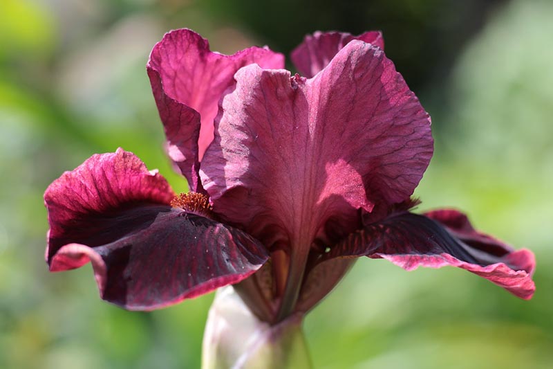 maroon iris germanica close up