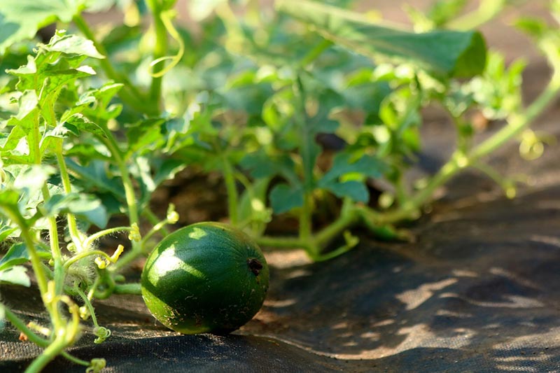 melon plants