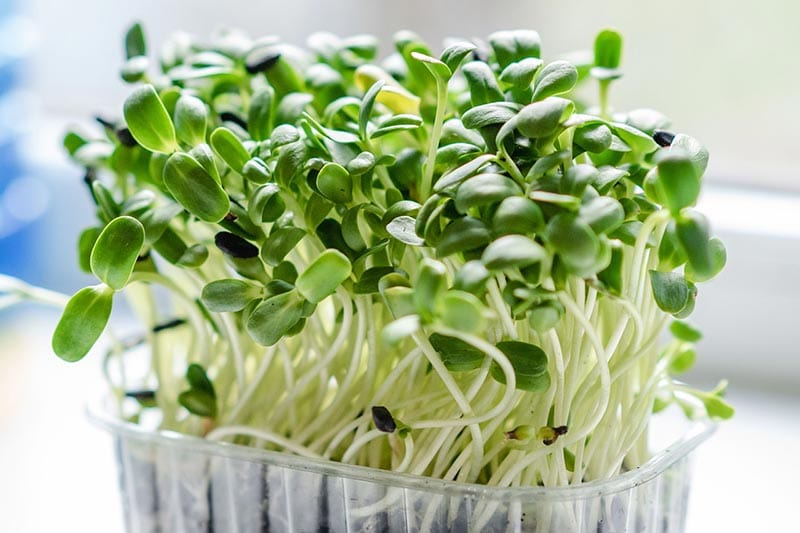 microgreen sprouts