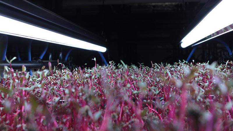 microgreens farming