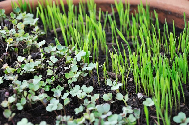 microgreens sprouts