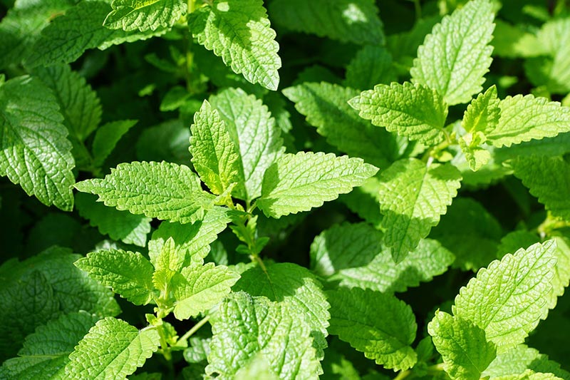 mint plants