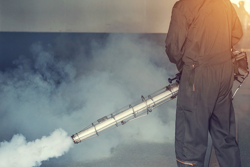 mold fogging