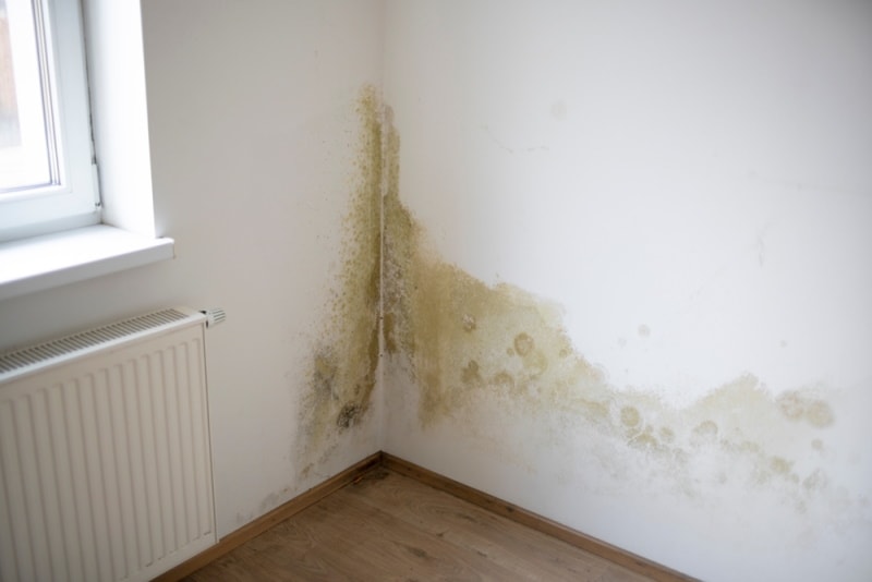 molds on the wall