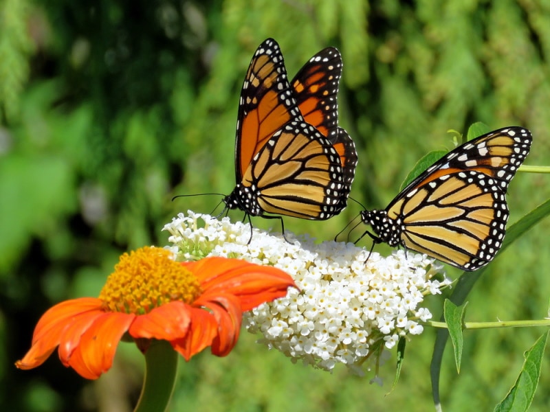 monarch butterflies