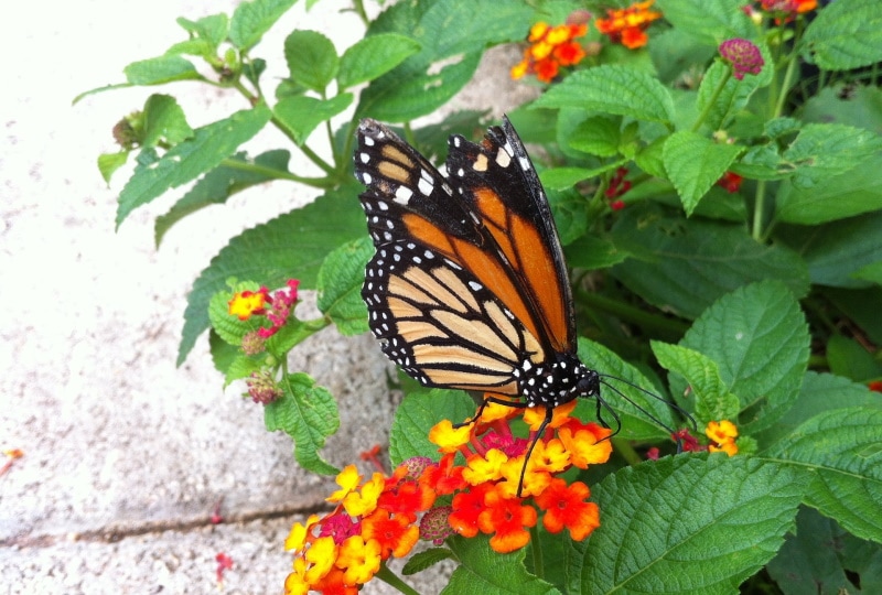 monarch butterfly