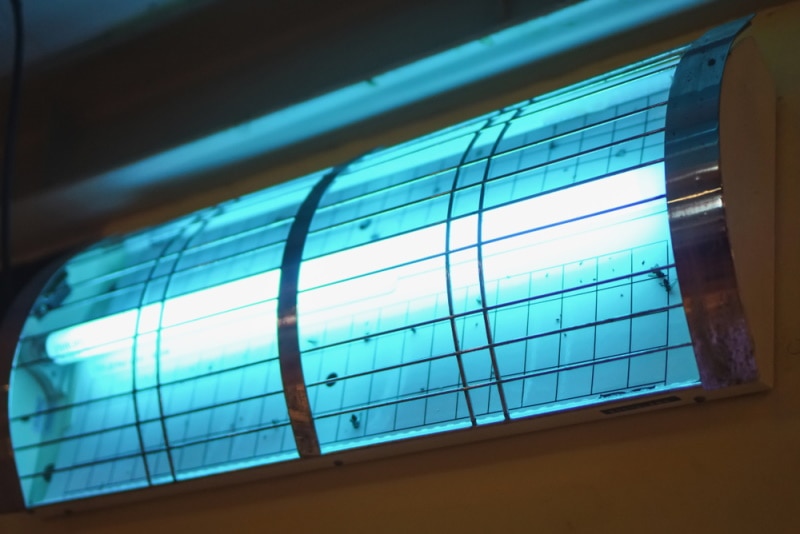 mosquitoes in uv lamp