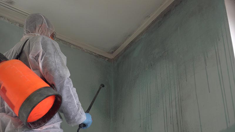 Mould Remediation Specialist working