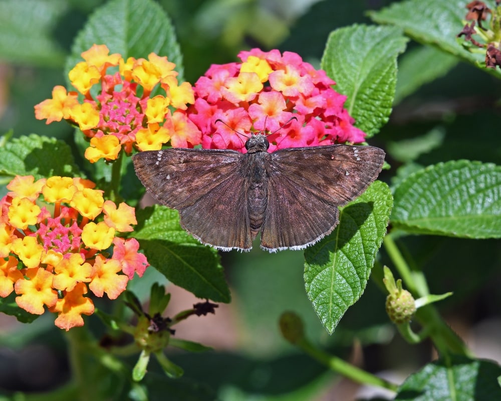 mournful duskywing butterfly