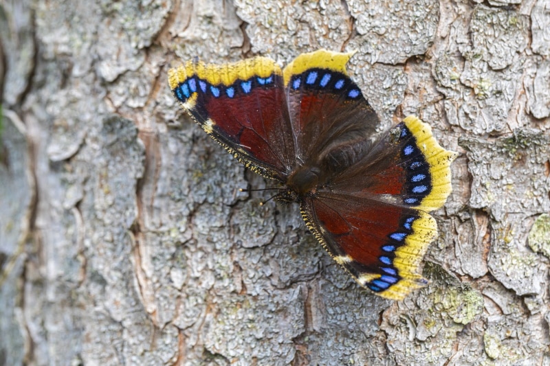 mourning-cloak butterfly