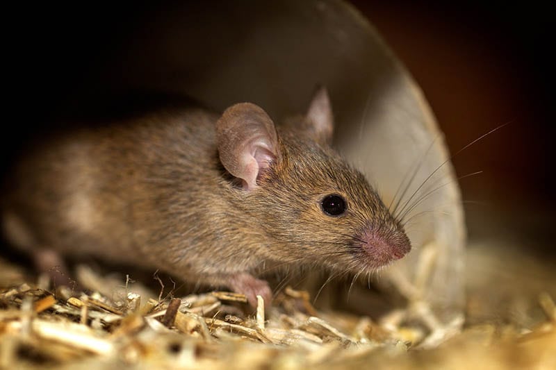 mouse hiding in the house