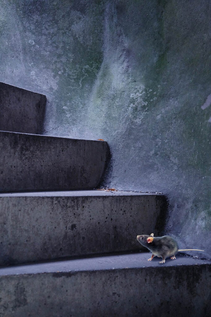 mouse in the stairs