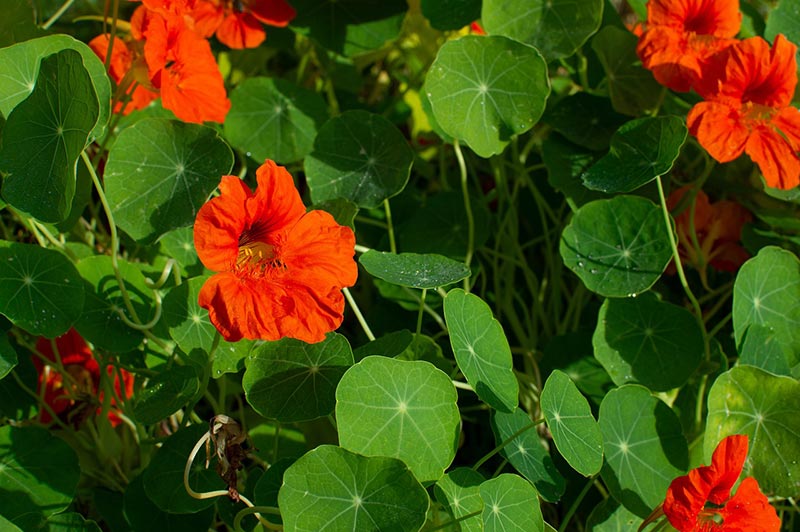 nasturtium plant