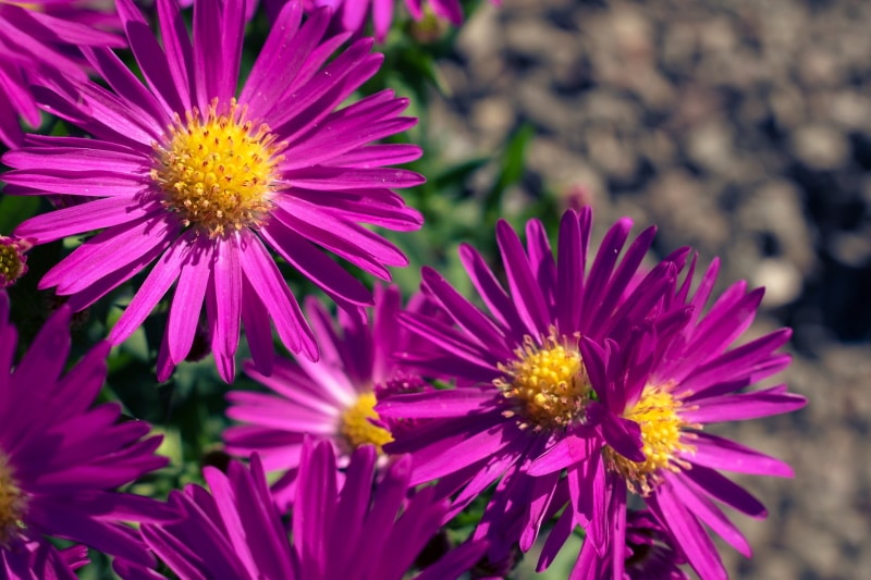 new england asters