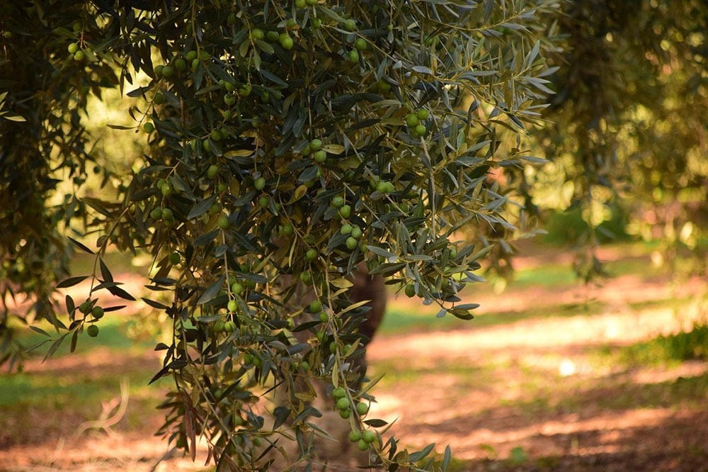 olive tree