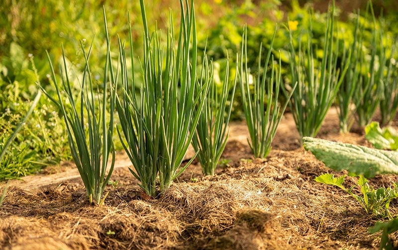 onion plants