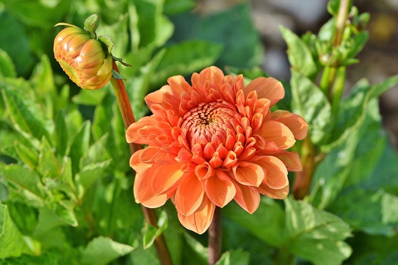 orange dahlia in full bloom