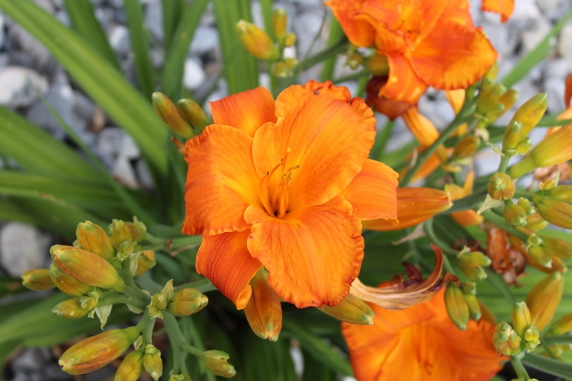orange daylilies flower