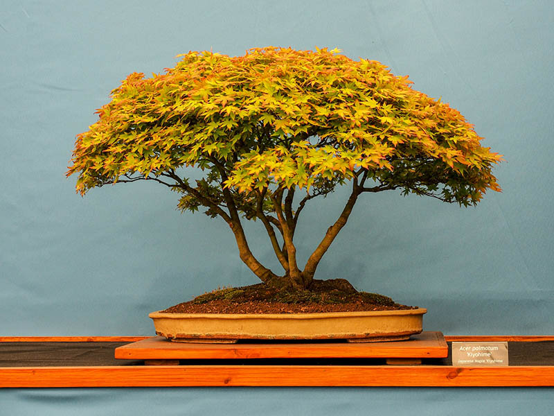 orange foliage bonsai