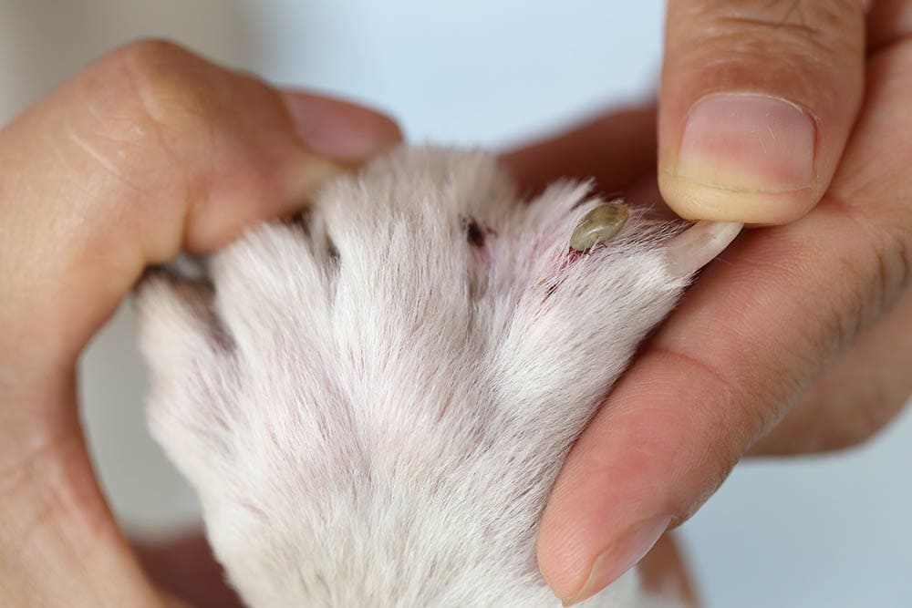 owner checking dogs paw