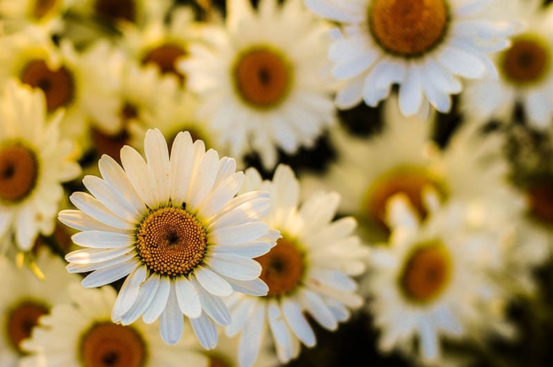 oxeye daisies