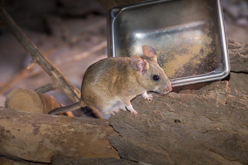 Pack Rat near stainless steel food tray