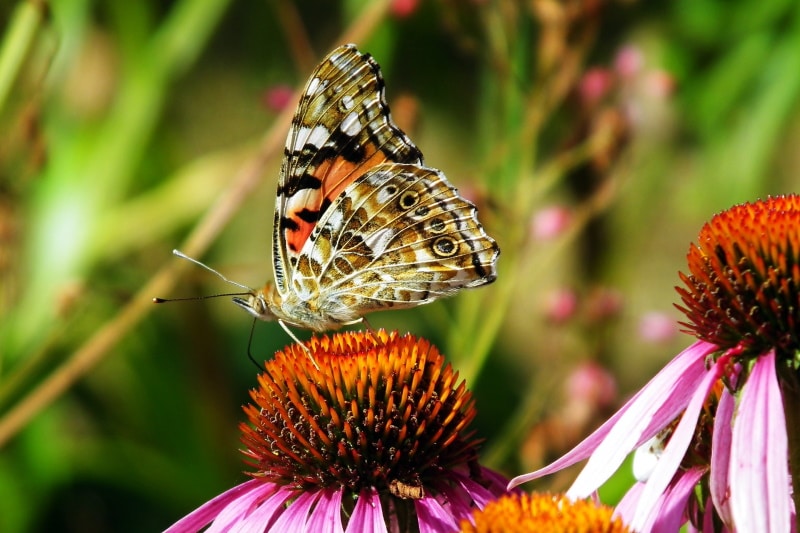 painted lady butterfly