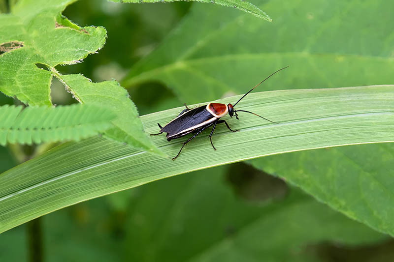 Pale-bordered field cockroach
