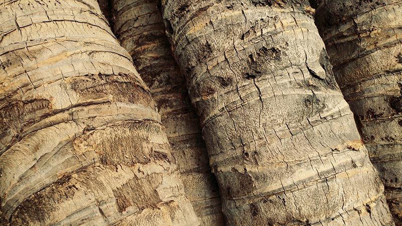 palm tree logs wood