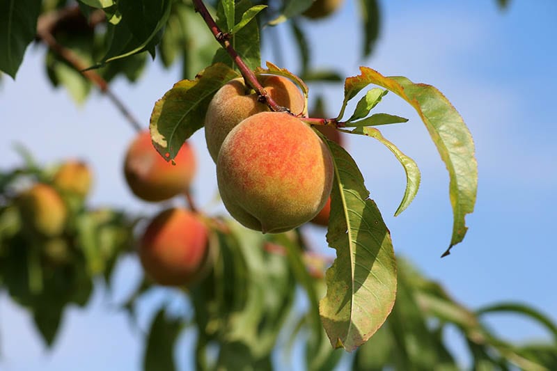 peach tree during summer