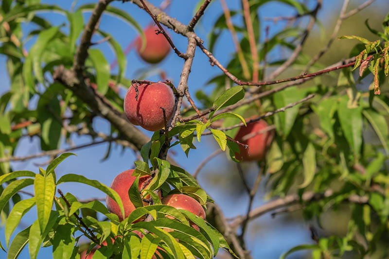 peach tree touched by sunlight