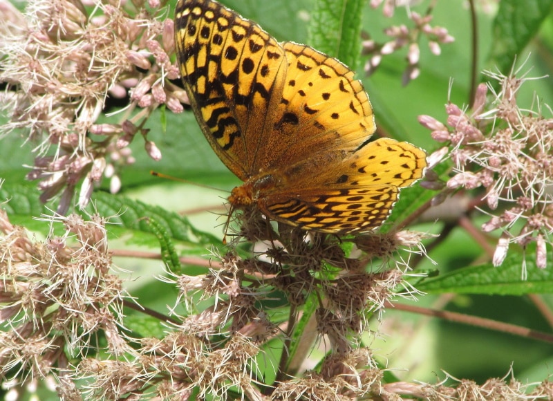 pearl crescent butterfly