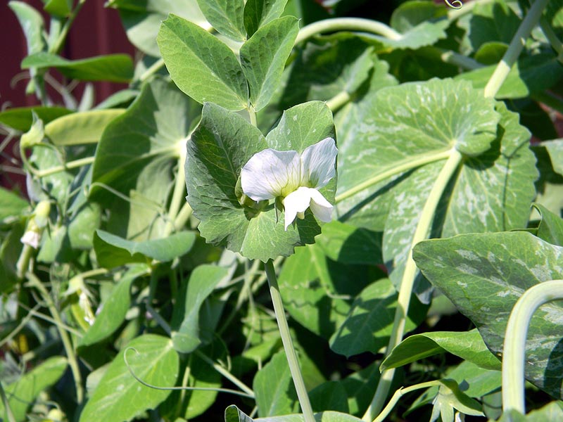 peas plant